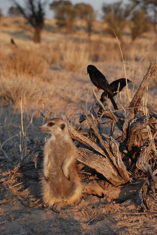 Drongos often follow meerkats, looking for bugs churned up by the mongoose-like mammals' paws.
