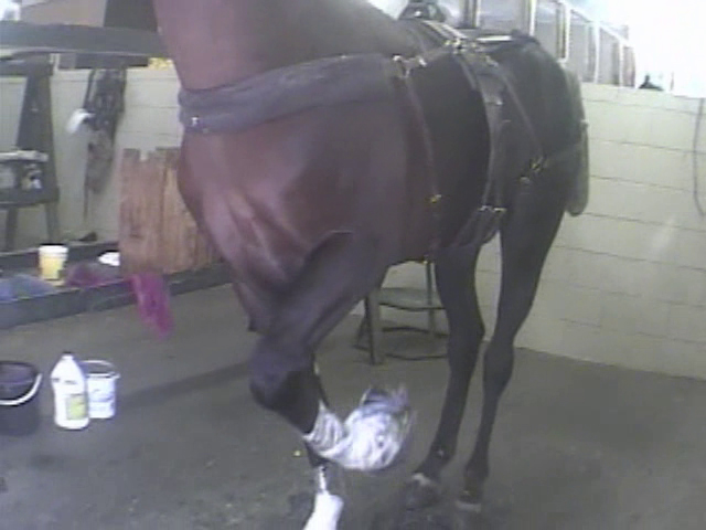 Last year, authorities seized 19 horses from a Maryville, Tenn., barn who may have been subjected to the cruel practice of soring. The Humane Society of the United States assisted the Blount County Sheriff’s Office, Blount County SPCA and Horse Haven of Tennessee with the seizure. As seen in this image, soring involves the application of caustic chemicals and painful devices to the hooves and legs of horses to produce the artificial high-stepping "Big-Lick" gait that gains unfair competitive advantage at horse shows. Additional charges are possible pending the outcome of the investigation.  