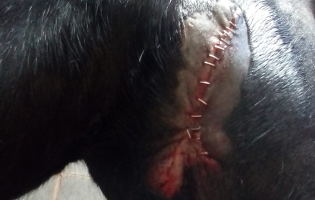 Stitched up dog bite