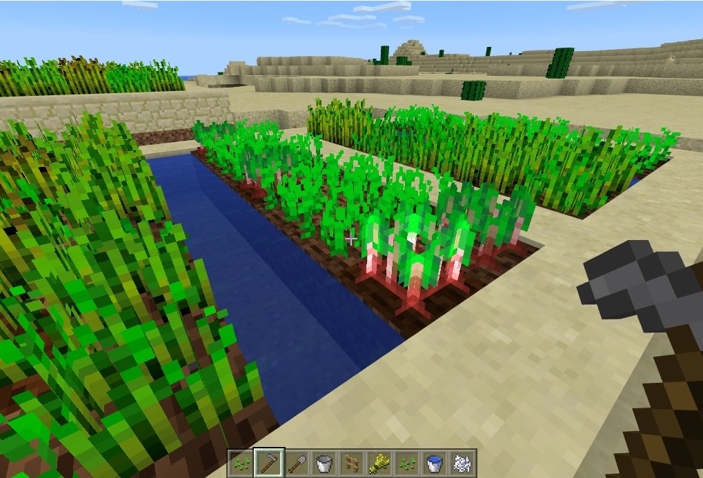 Beetroots planted near an NPC village