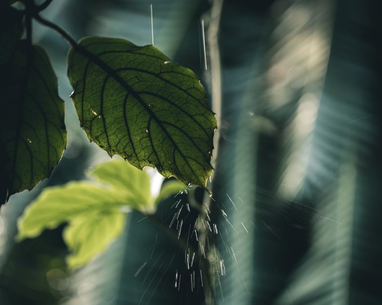 雨水收获 - 园林叶