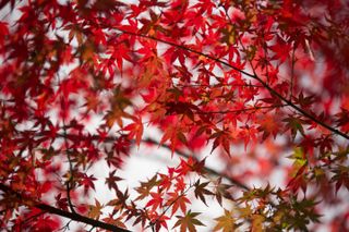 Red maple leaves on white background. Shallow depth of field.