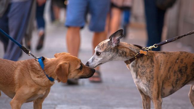 How to help an anxious dog with 20 ways to build confidence | PetsRadar - Least Anxious Dogs In Crowded Areas