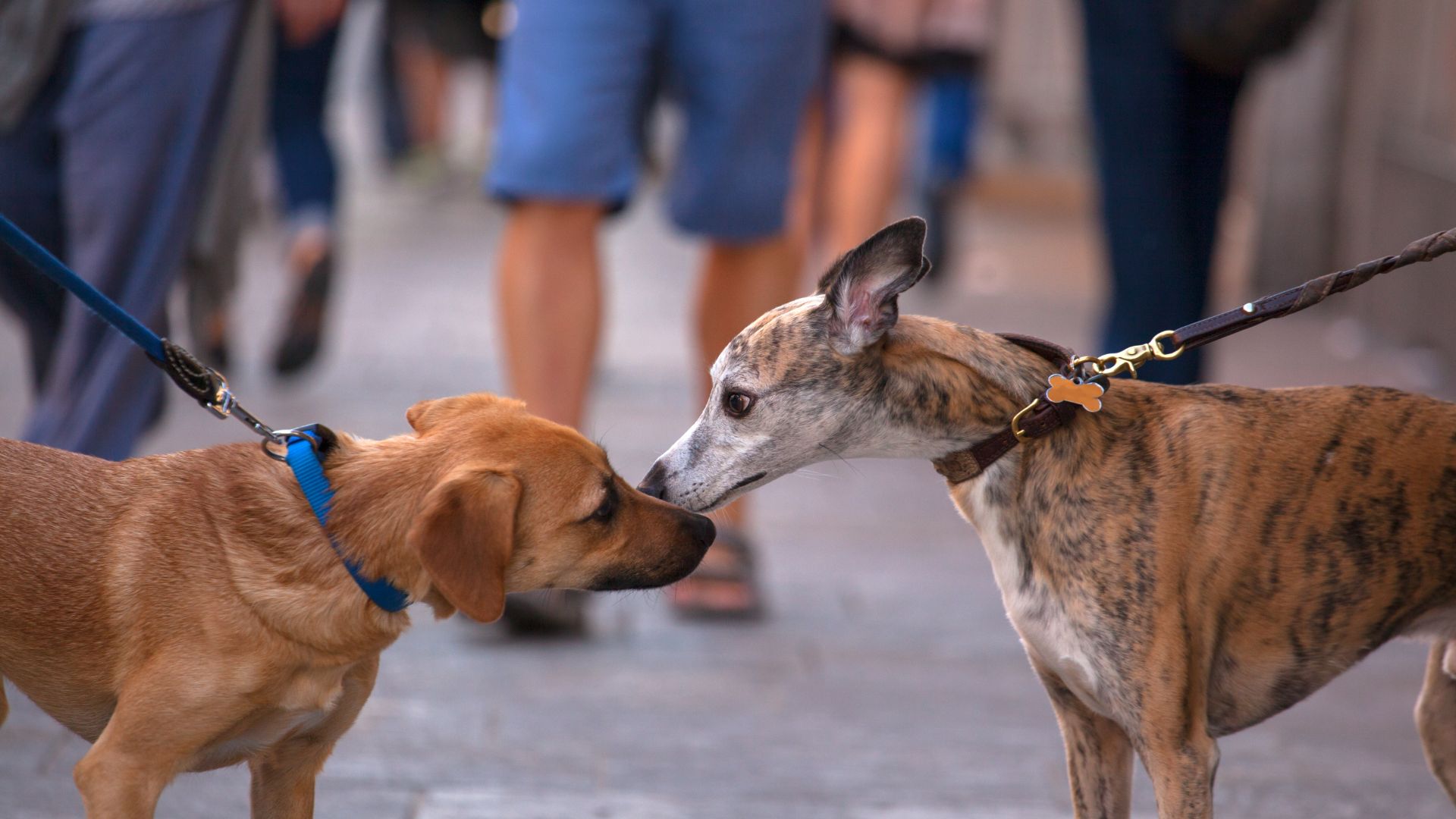 a labrador-type dog meeting a greyhound