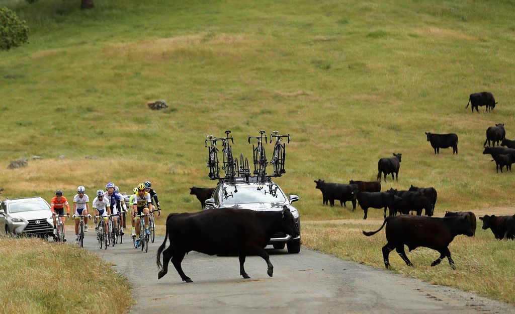 A couple of cows decide to run across the road as the peloton approaches