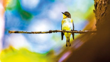 A colorful bird perched on a branch with a blurred multicolored background