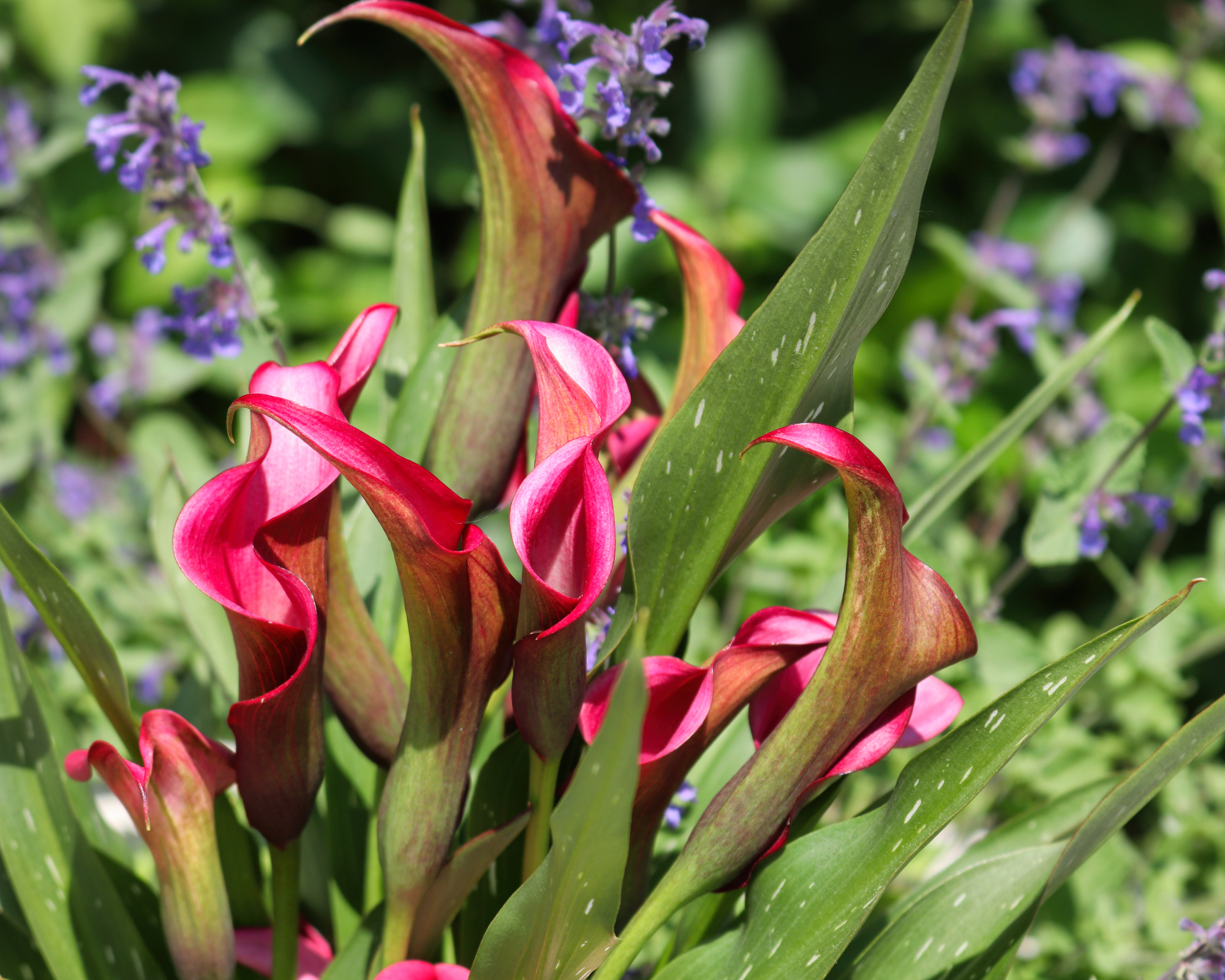 calla lilies in garden