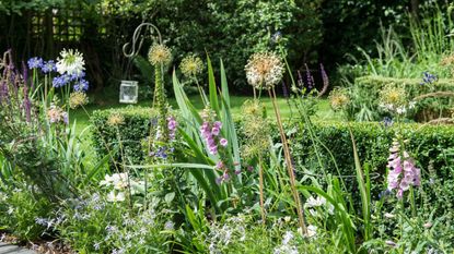 Flowerbed with Agapanthus, Foxgloves, Salvia and Cosmos with a lawn in the background. The garden of a semi detached period house in Islington, North London, home of Adam and Irenie Cossey and three children.