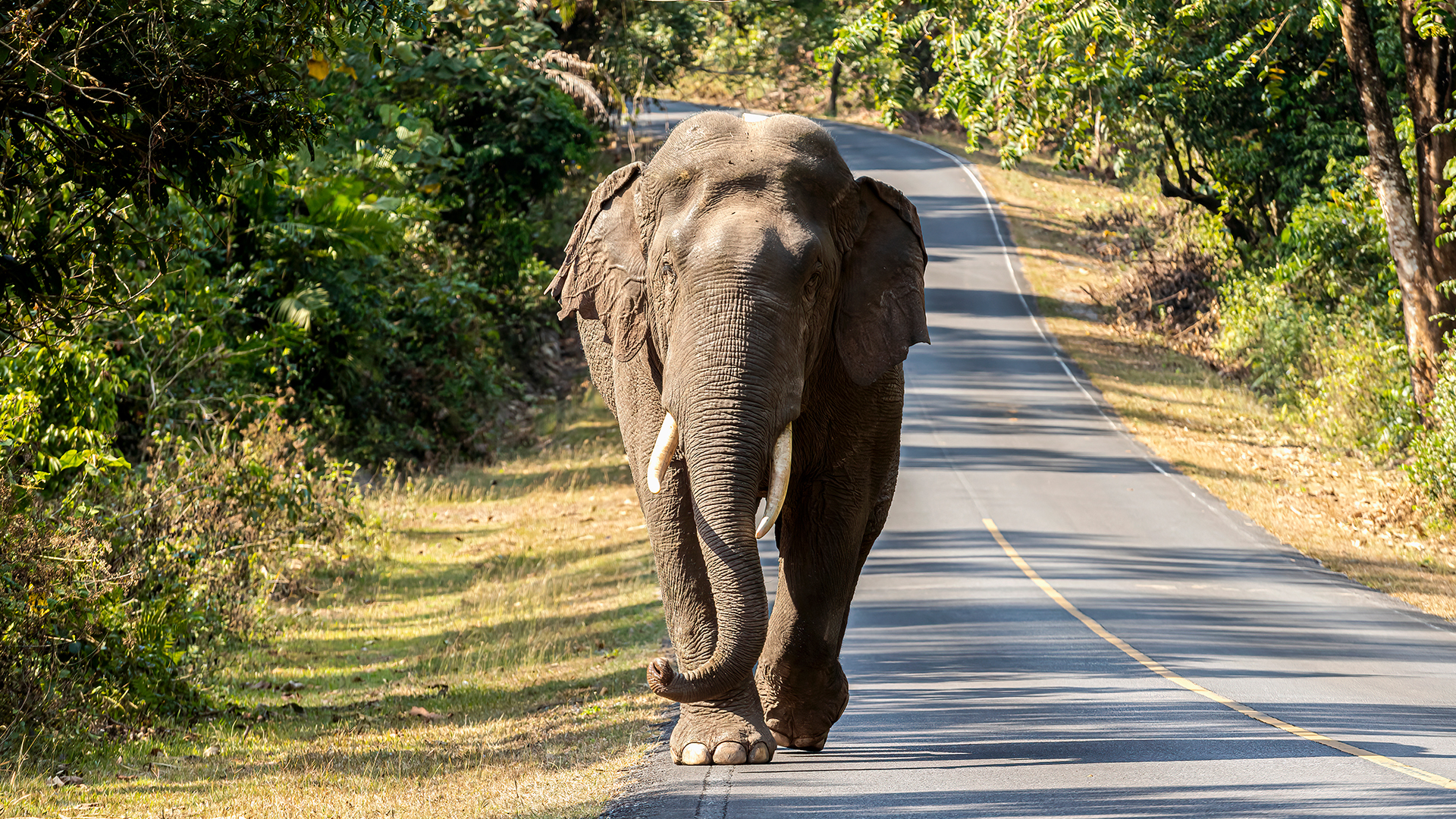 فيل آسيوي يمشي على طريق خاو في حديقة ياي الوطنية ، تايلاند.