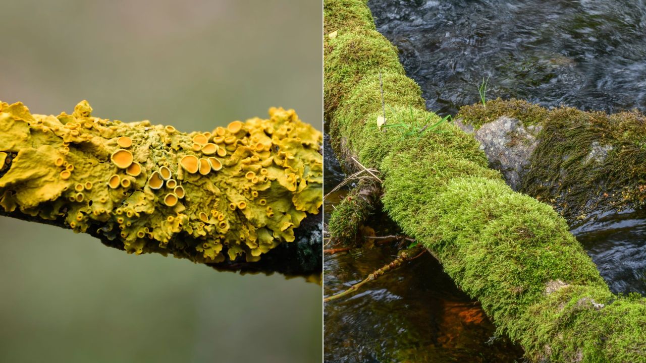 Lichen vs moss