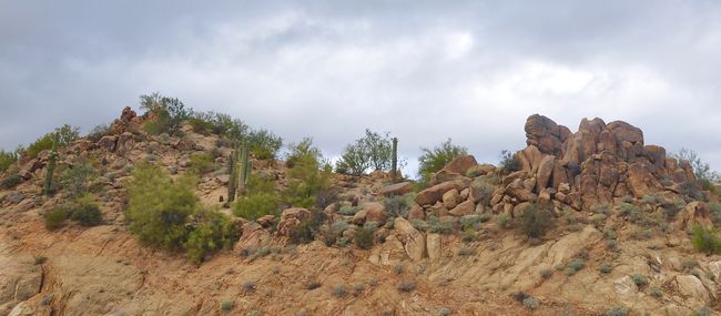 Photos: How to Identify a Western Diamondback Rattlesnake