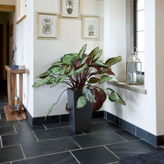 A hallway with white walls, grey floor tiles and a large green plant