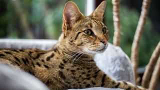 Savannah cat sitting on couch