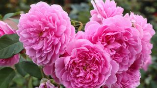 Pink Harlow Carr rose bush in bloom