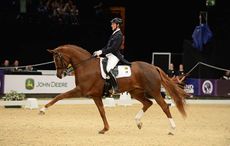 Woodlander-Farouche-HOYS.jpg