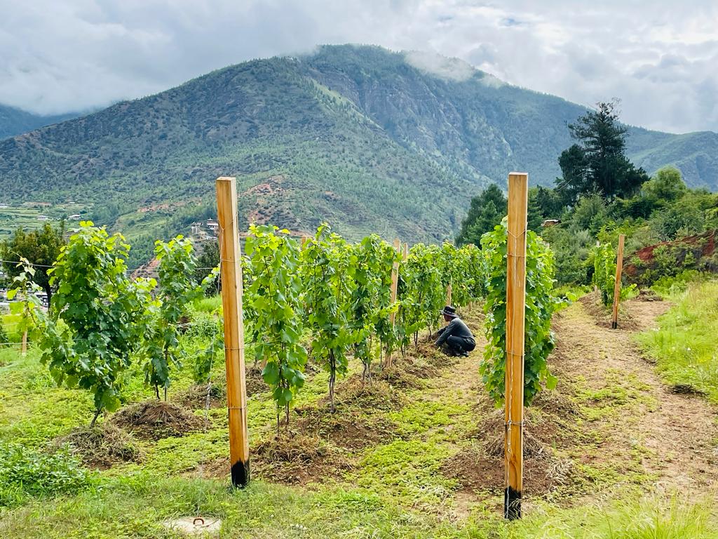 Bhutan-Wine-Company_Paro_Summer-2022.jpeg