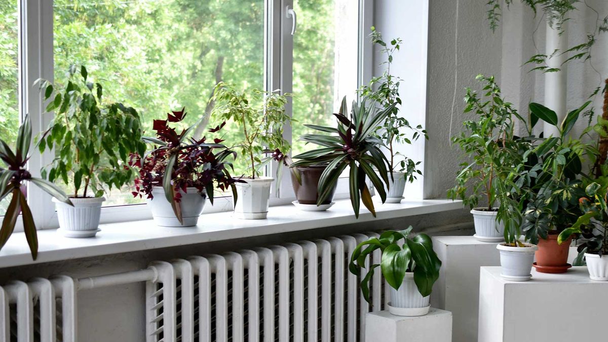 How to protect houseplants from central heating – to keep them thriving indoors throughout the colder months