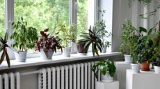 houseplants by window and radiator
