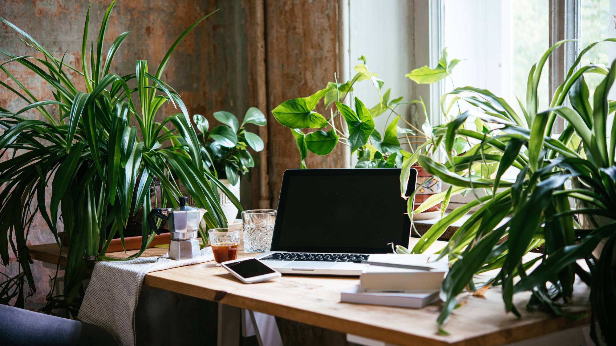 Plants on desk in office