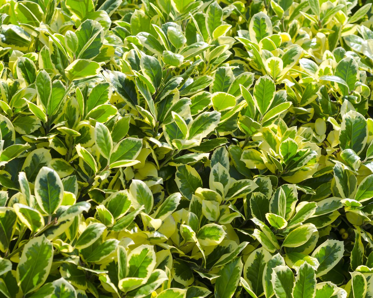 Best low maintenance hedge plants: 9 choices for easy care garden ...