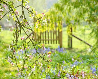 apple tree with blossom in garden with gate