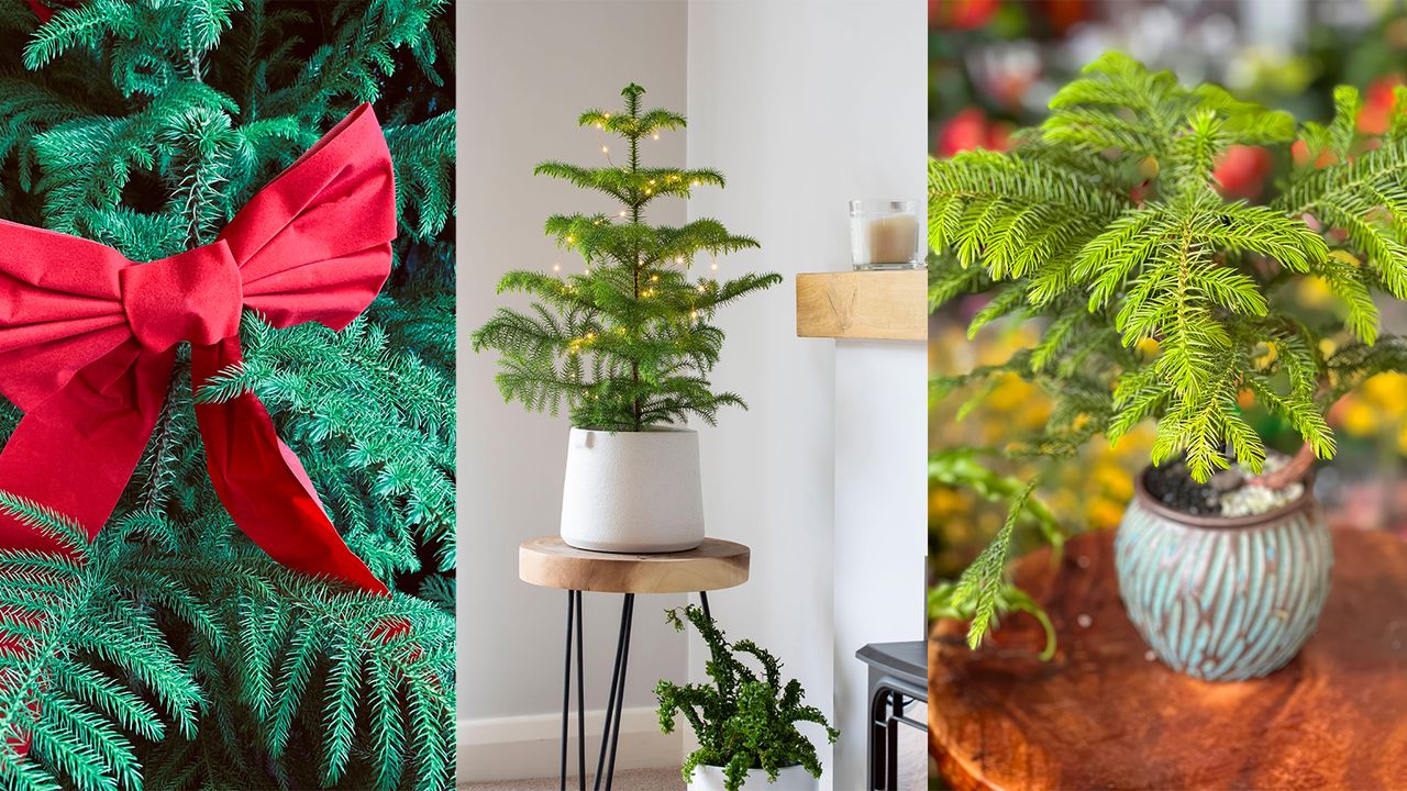 three images of Norfolk island pine trees