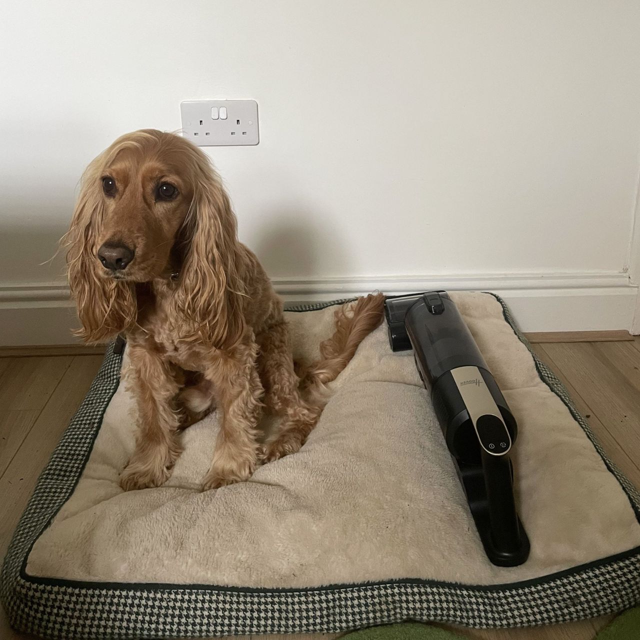 Handheld of the Hoover HF3 Pet DynamicClean Cordless Vacuum on a white dog bed, next to a cocker spaniel