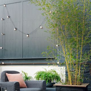 Bamboo plant growing in pots and raised bed in outdoor garden space