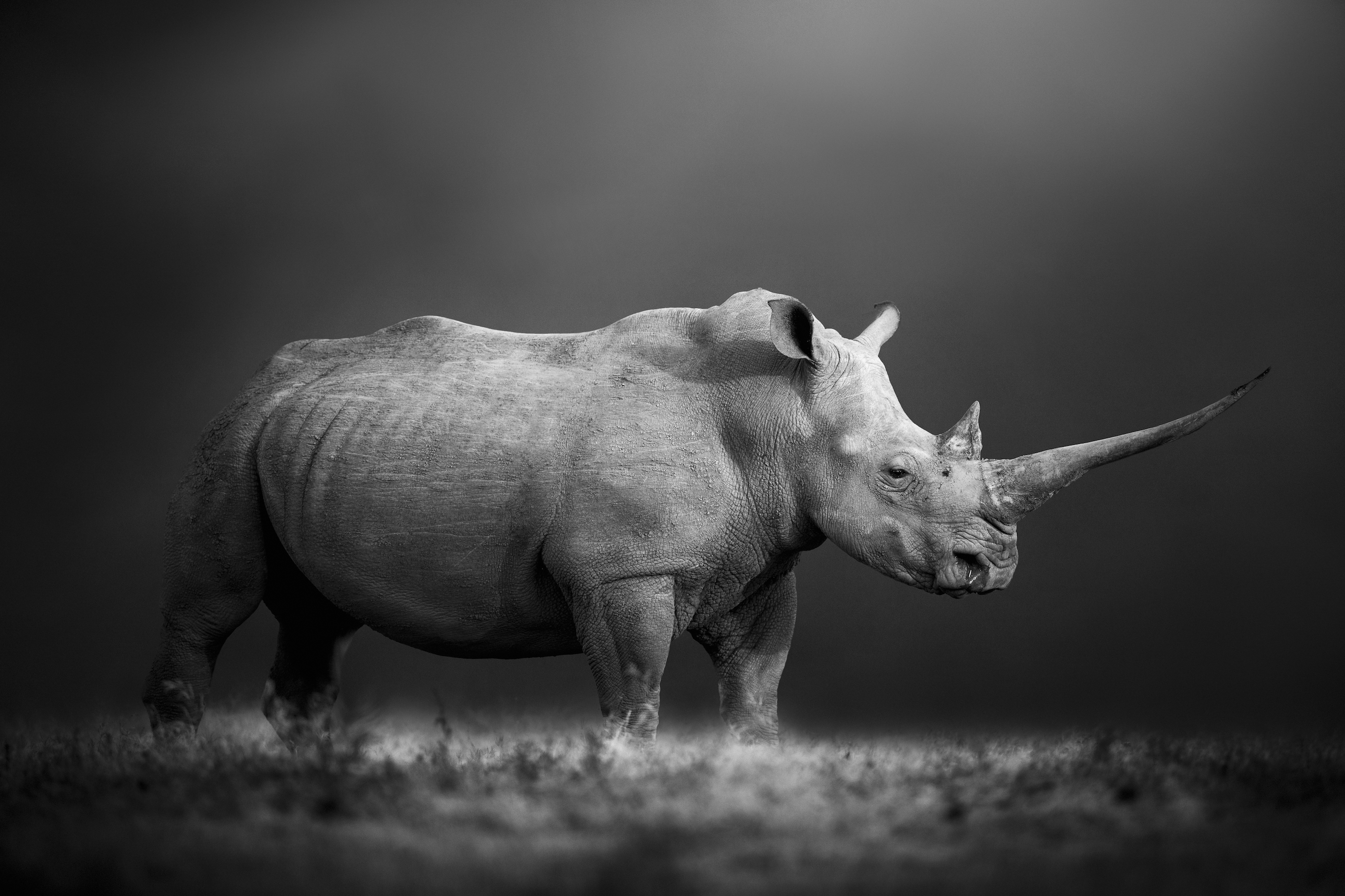 Bjorn Persson - Natural Power “A southern white rhino with an unusually long horn stands steadfast against a black backdrop, embodying nature’s unyielding power. This was taken in Solio Game Reserve, Kenya. I felt truly blessed to see such a majestic and rare creature, and it was as if I had been transported back in time to an era when dinosaurs roamed the earth. Using a monochrome style, I intended to capture the animal’s raw power and ancient heritage. Due to poaching, only a few of these extraordinary giants remain in the wild. Poachers target the longest horns, and just one kilogram of rhino horn can be worth up to USD$60,000 on the black market.”