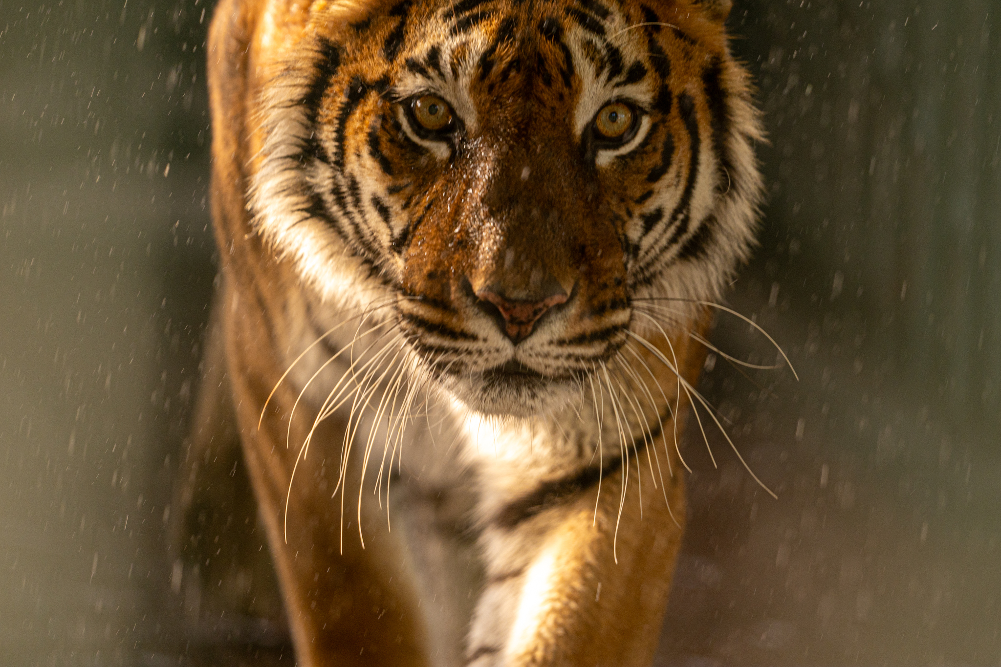 Close up of a Bengal tiger