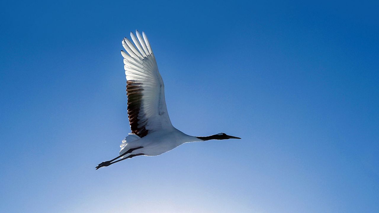 A bird in flight