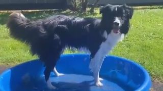 Winter the Border Collie stood in paddling pool