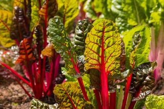 Ruby red Swiss chard leaves growing in veg patch