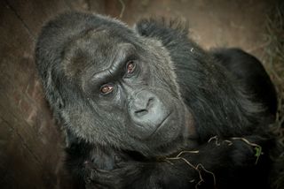 At 60 years old, Colo has lived decades past the average life expectancy for a gorilla, which is about 30 to 40 years old.