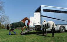 HHSummerRugs313.jpg