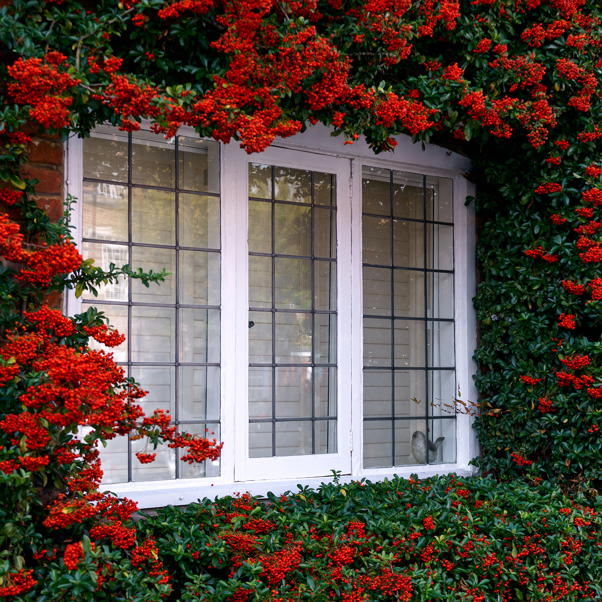 red pyracantha climbing shrub growing around old english cottage window