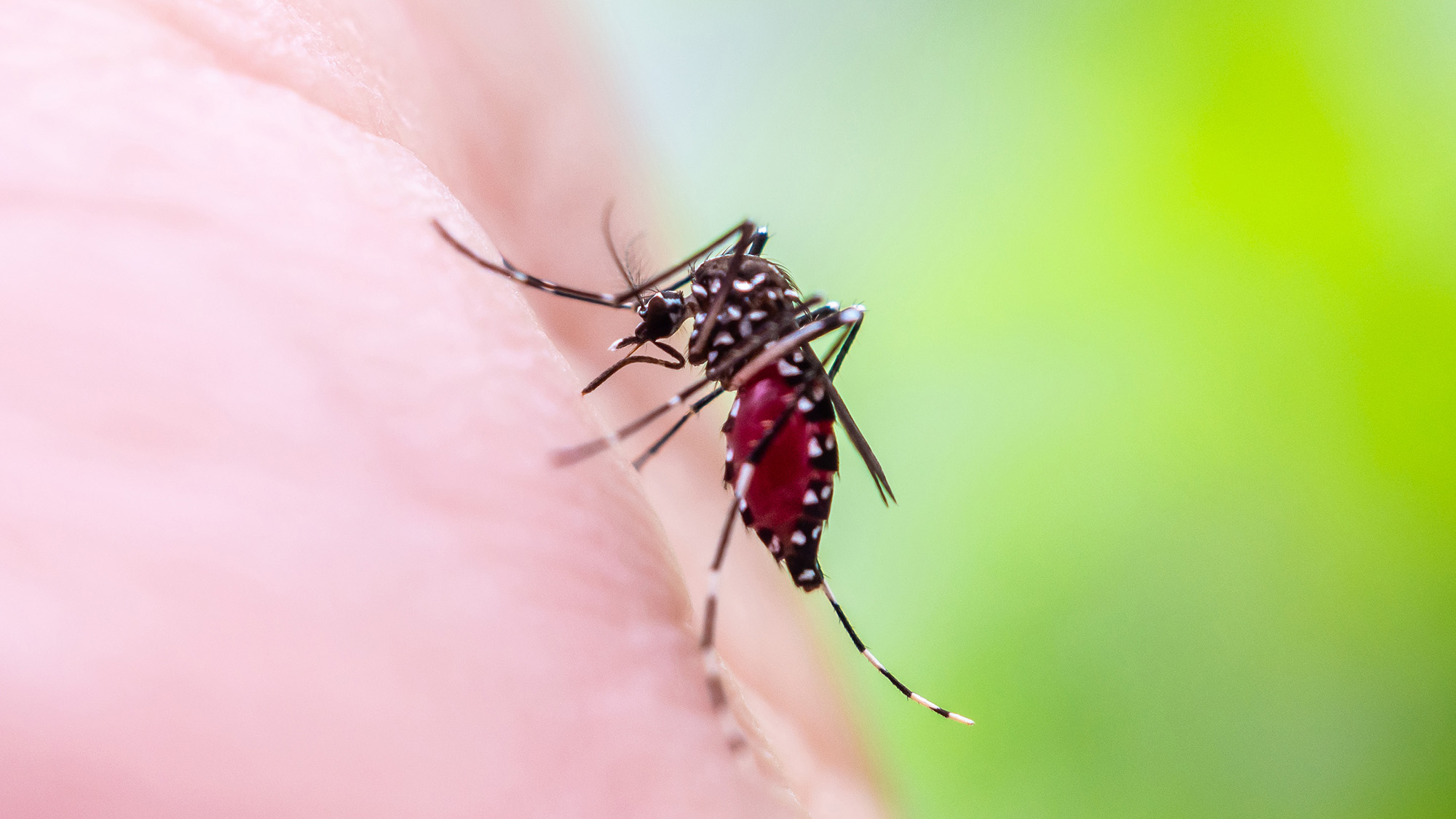 A close up of a large mosquito on someone's hand