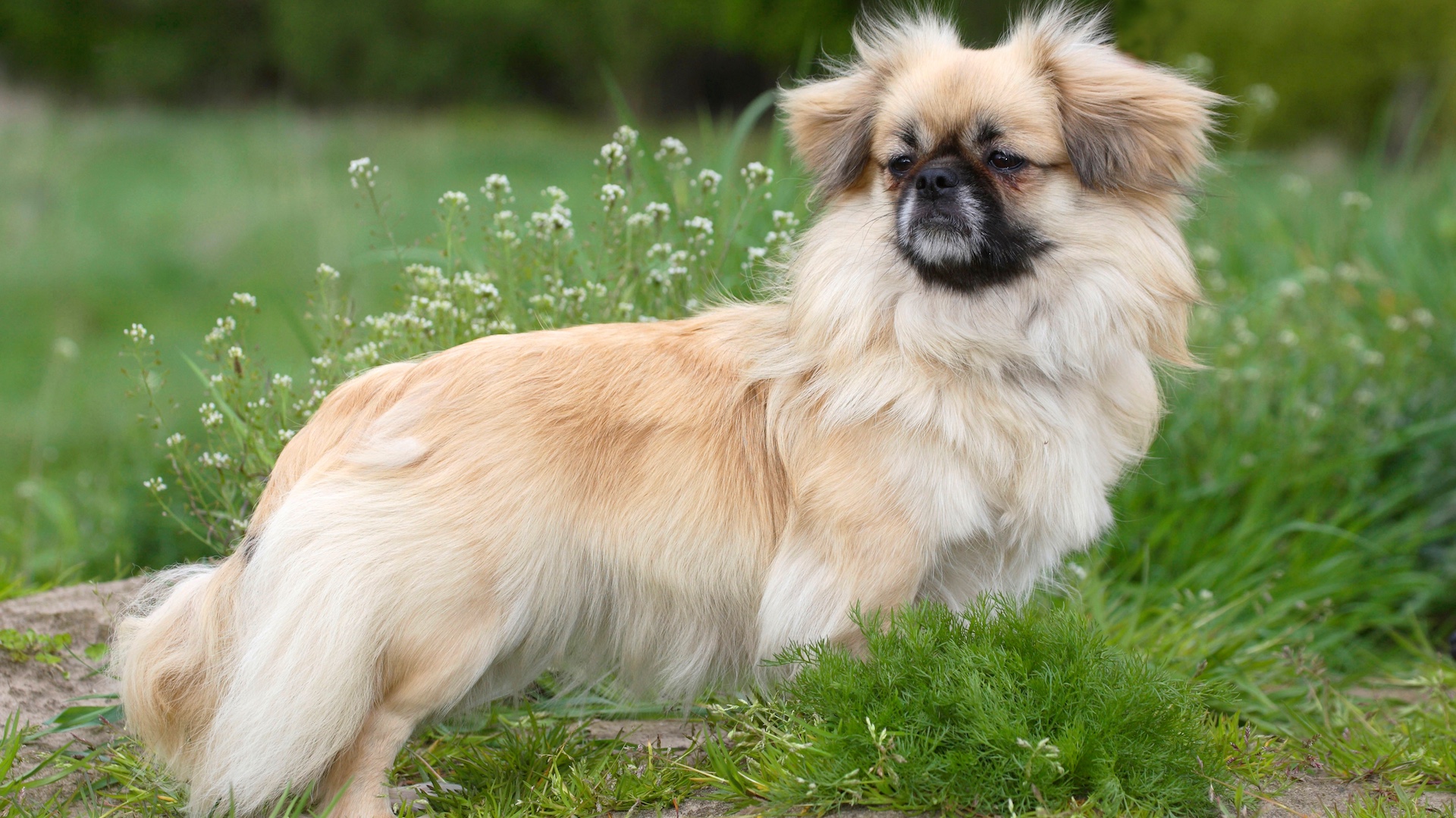 Tibetan spaniel