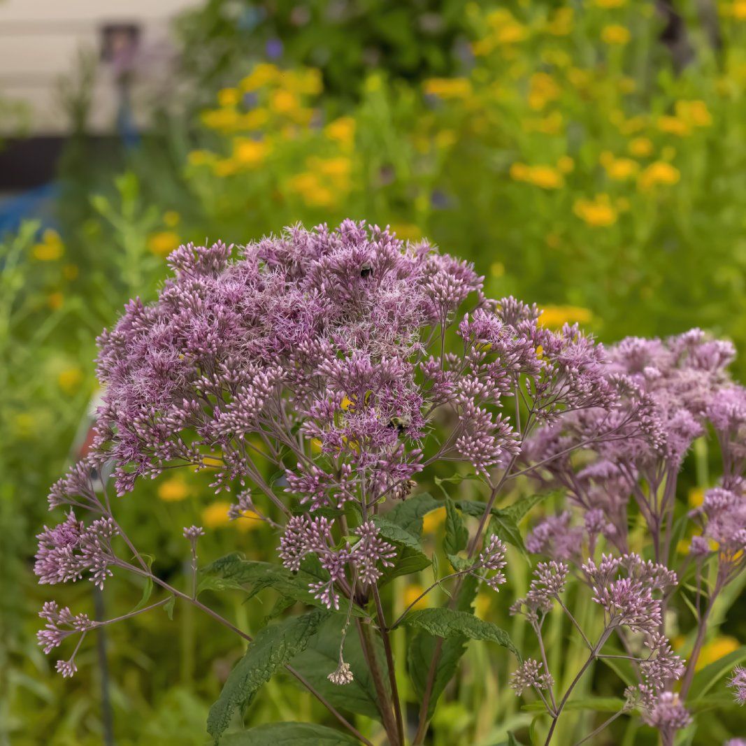 Grow These 8 Gorgeous Native Alternatives To Invasive Plants