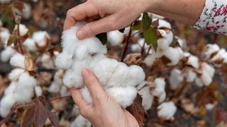 Cotton bolls being picked by hands