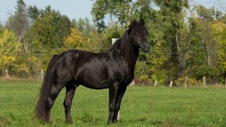 Canadian horse stallion