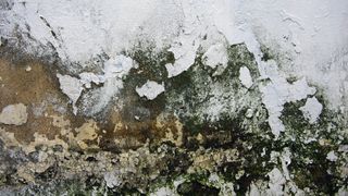How to remove mold from your basement: image shows mold damage
