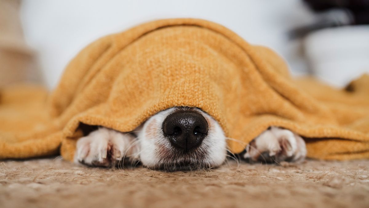 Dog sleeping with his head under a blanket, nose and paws poking out