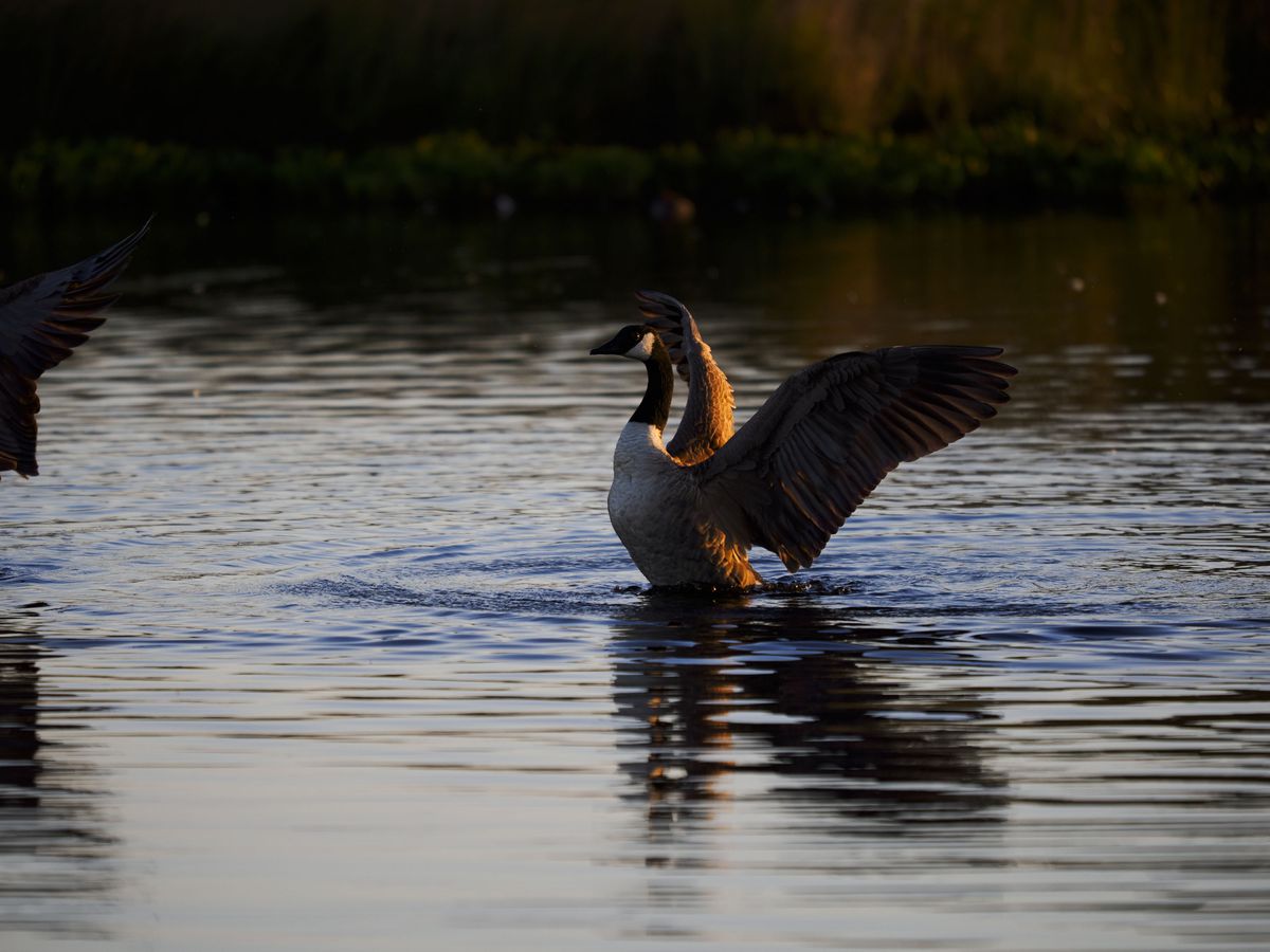 OM System 50-200mm F2.8 sample gallery: goose in water at first light