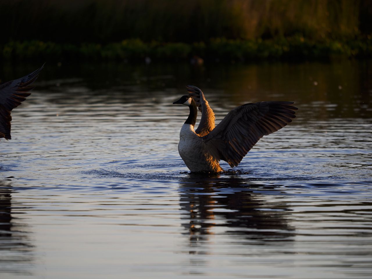 OM System 50-200mm F2.8 sample gallery: goose in water at first light