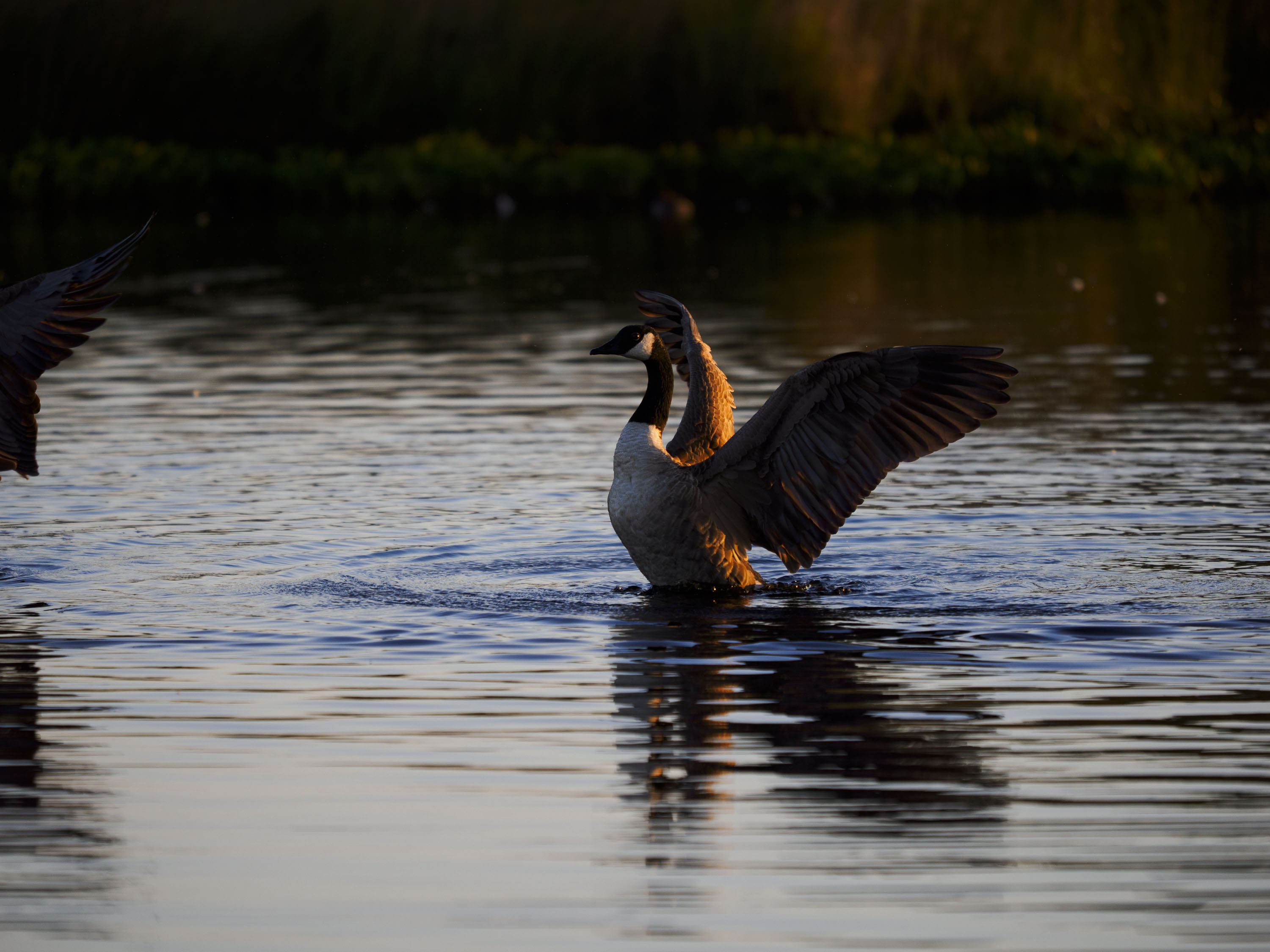 OM System 50-200mm F2.8 sample gallery: goose in water at first light