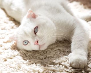 A white long-haired domestic cat laying on cream high-pile carpet flooring