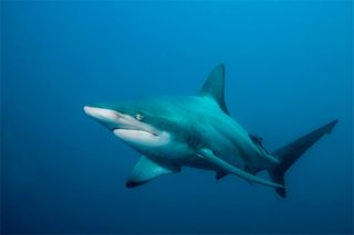 Atlantic blacktip sharks are known to breach out of the water while feeding, sometimes spinning a few times around their axis. The spinning breach could help the sharks vertically attack fish below as they plunge back into the water.