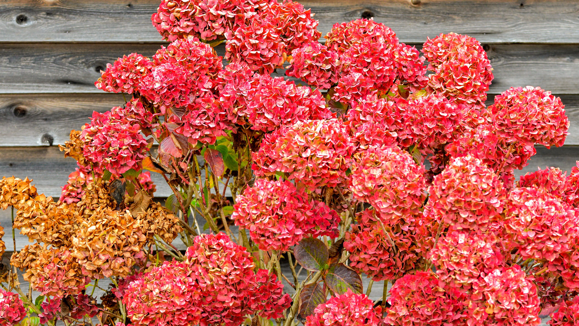 fall hydrangeas showing deep rose pink flower mop heads