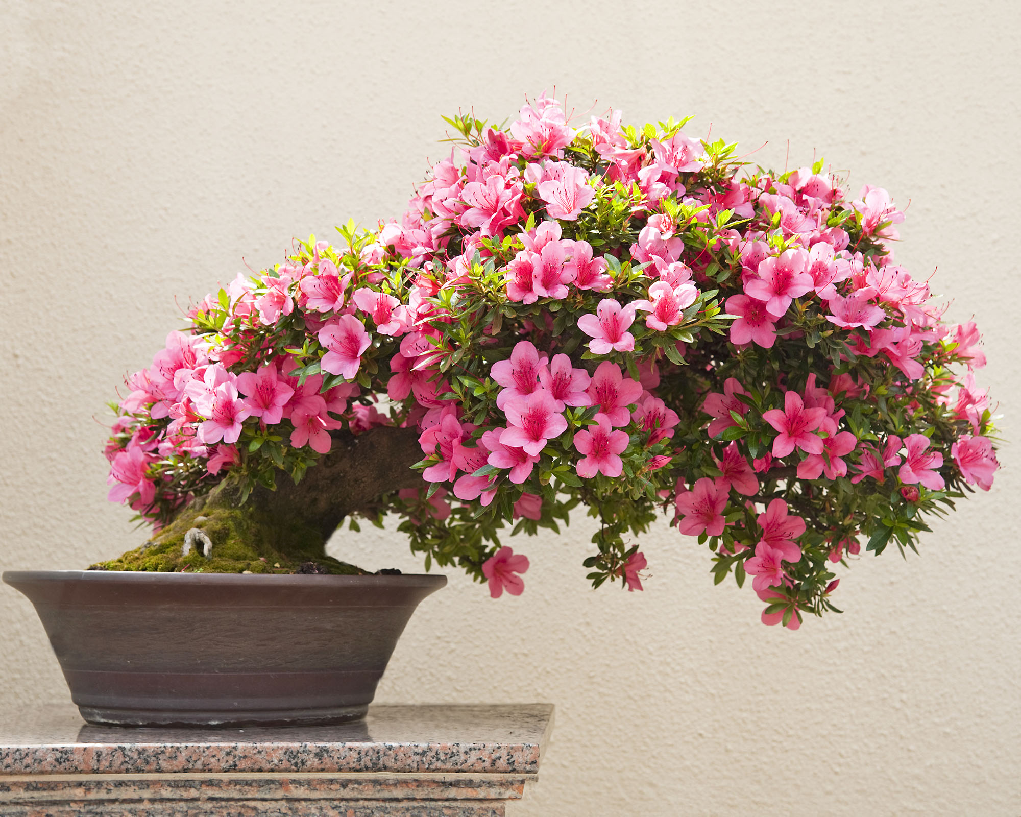 A blooming pink azalea bonsai on display.